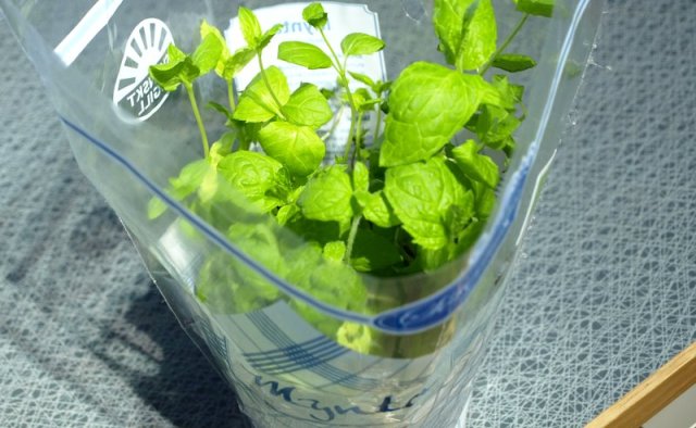 Mentha spicata - spearmint