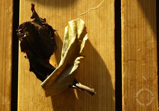 2010-autumn-nan-nuo-shan-2-used-leaves