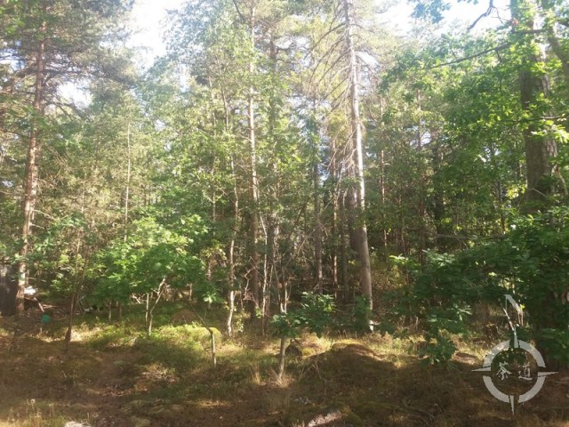 Femore 2018 forest view