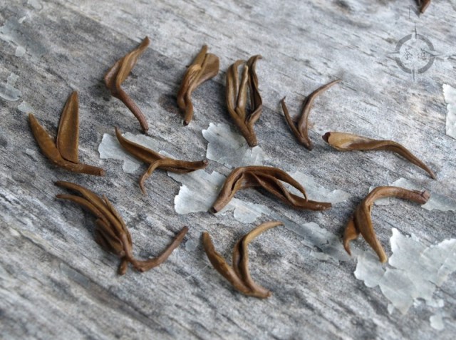 Yunnan Pure Bud Golden Snail - used leaves