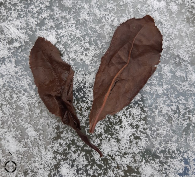 winter table dragon ball leaves